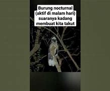 Suara Burung Cabak Tengah Malam